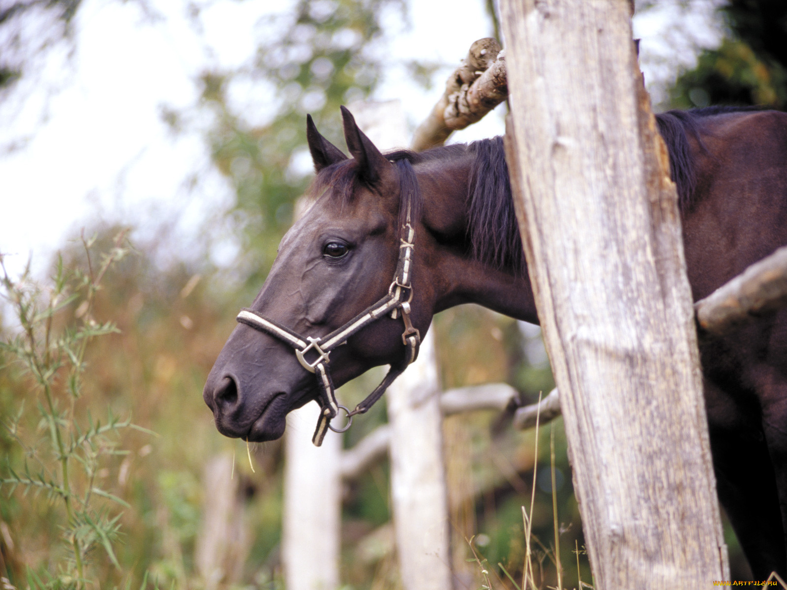 A horse is an animal. Обои лошади. Лошадь х,. 250 Лошадей. Фото 3х лошадей.